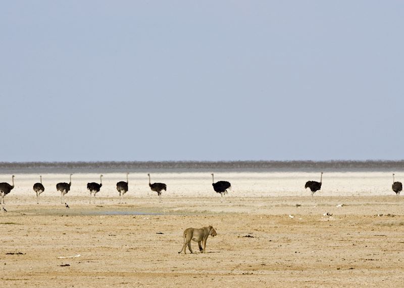 Lion and ostrich on the Etosha pan, Namibia