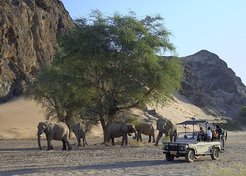 Desert elephant in Damaraland, Namibia