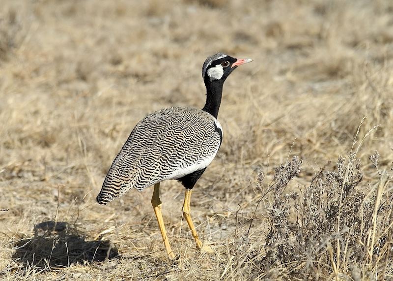Northern black korhaan, Namibia