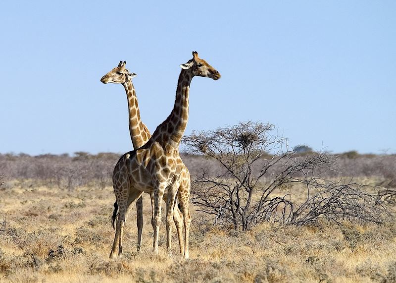 Giraffe pair in Etosha National Park, Namibia