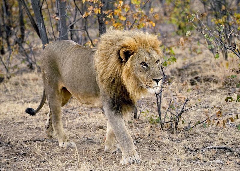 Lion in Etosha, Namibia