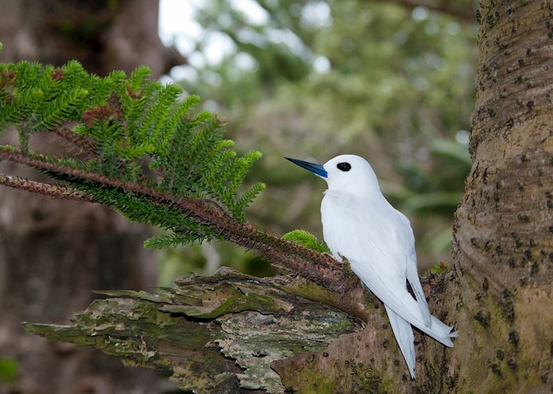 White tern, Lord Howe Island