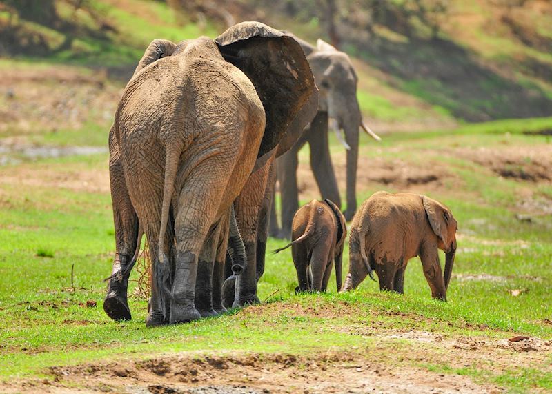 Lower Zambezi National Park, Zambia