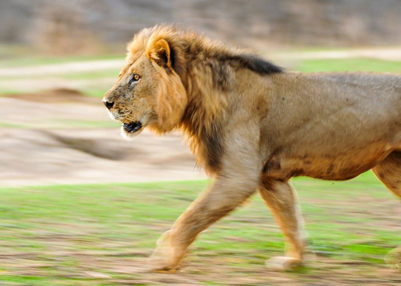 Lower Zambezi National Park, Zambia