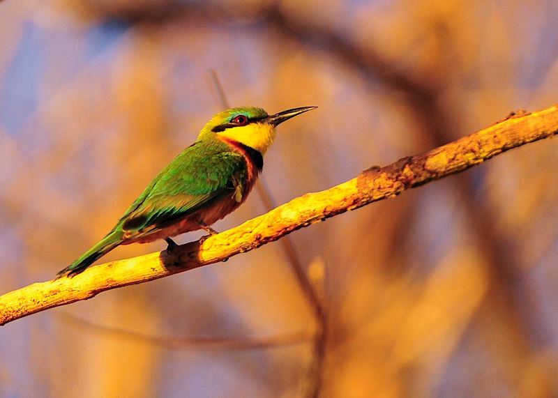 Little bee-eater, Lower Zambezi National Park, Zambia
