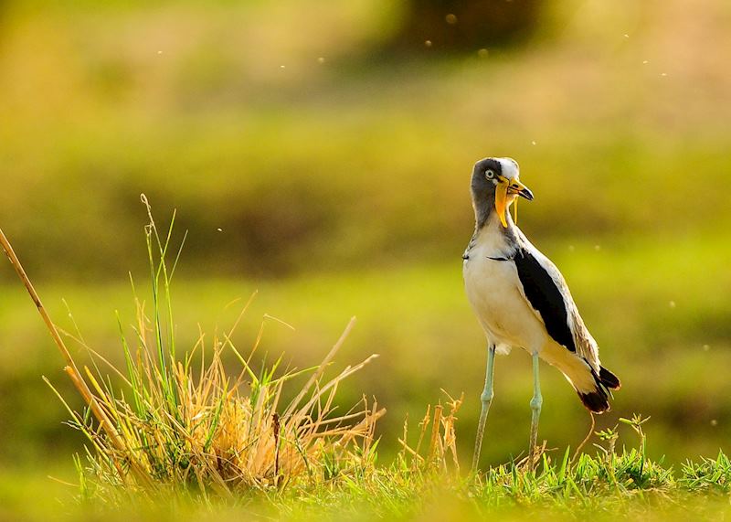 White headed lapwing, Lower Zambezi National Park, Zambia