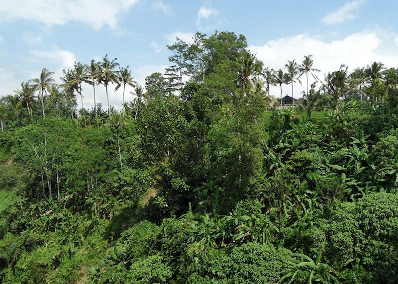 Ubud Ayung Valley