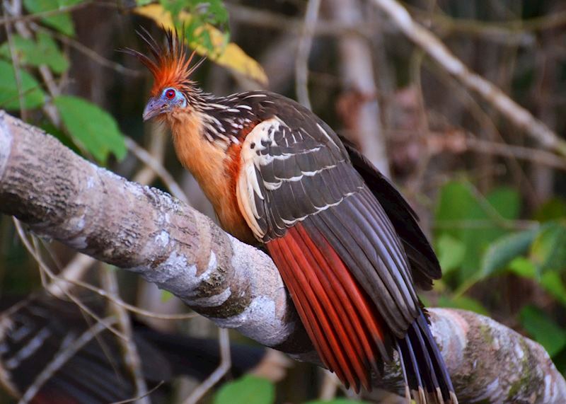 Hoatzin, Ecuadorian Amazon