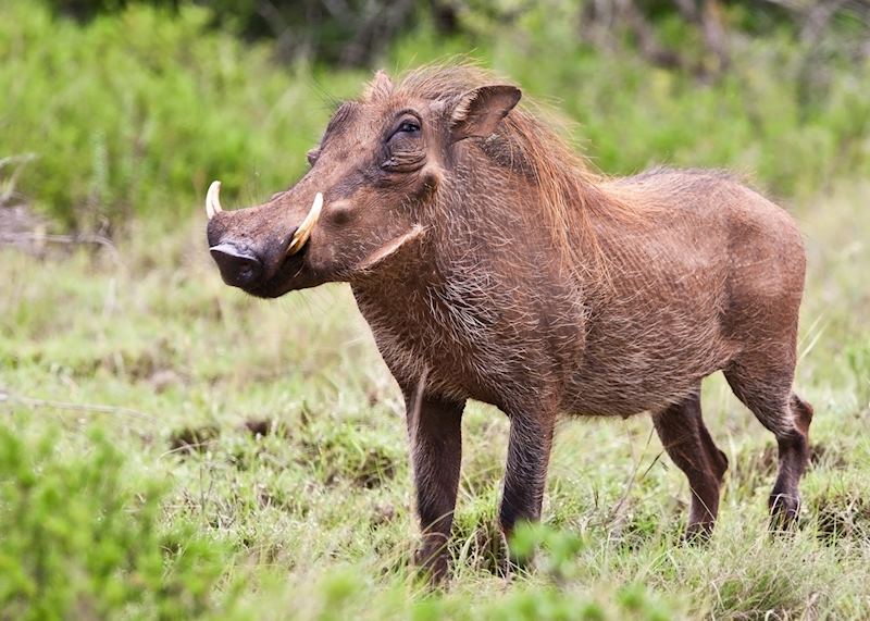 Warthog, Tanzania
