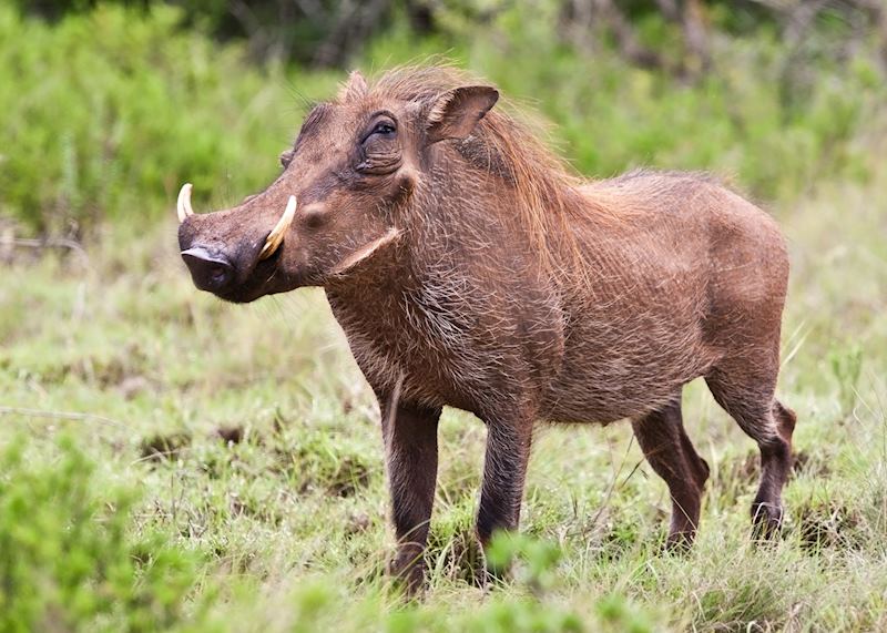 Warthog,Kafue National Park,Zambia