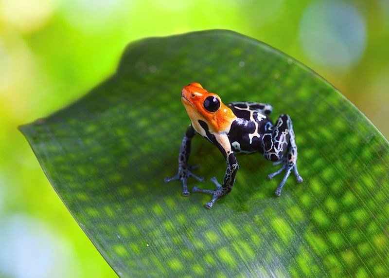 Wildlife in the Amazon