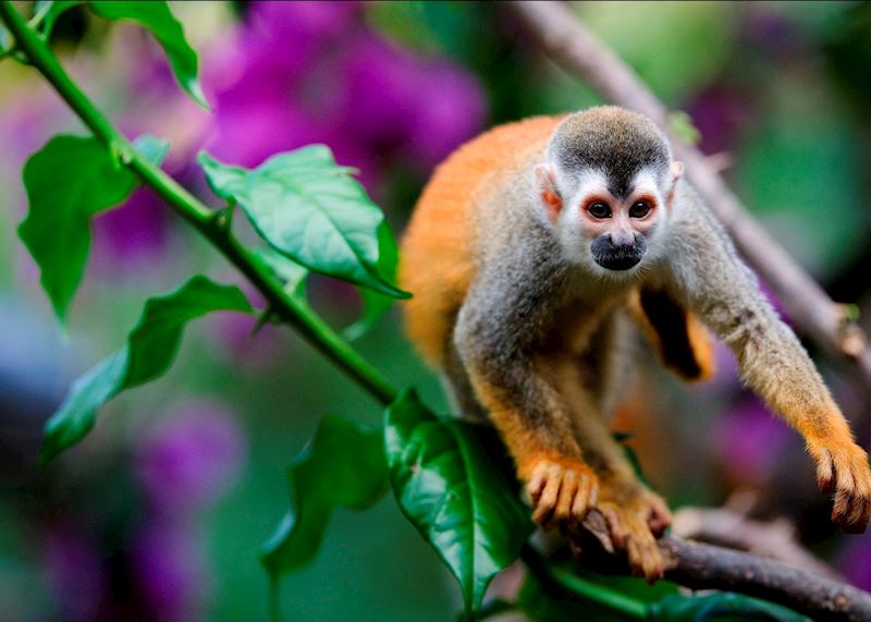 Squirrel monkey, Costa Rica