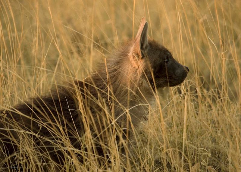 Brown Hyena, Makgadikgadi Pans