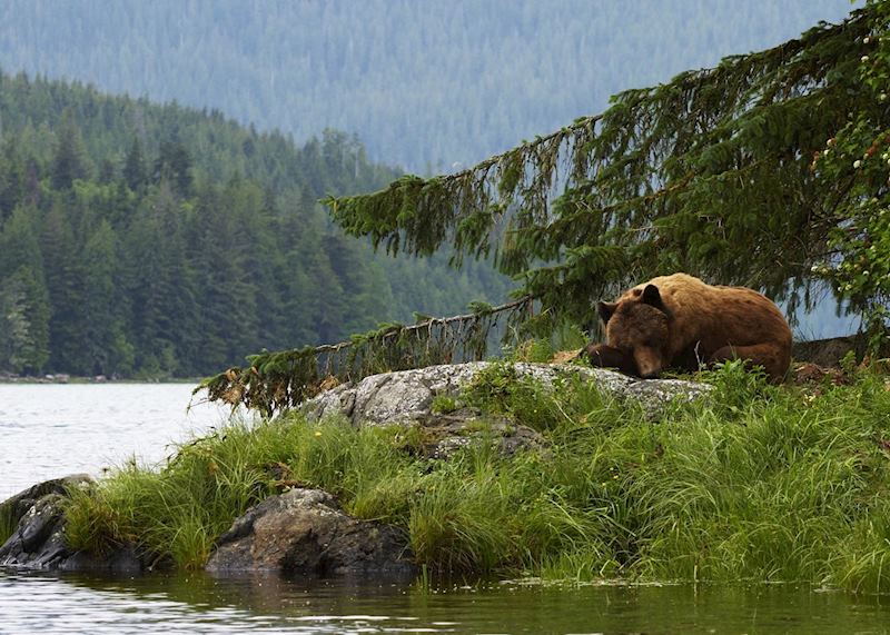 Sleeping bear at Knight Inlet Lodge