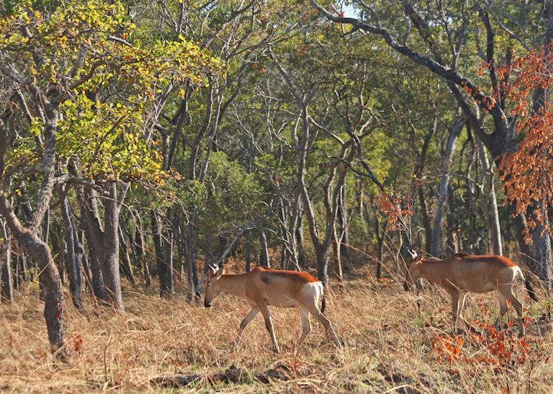 Lichtenstein's hartebeests, Kafue National Park