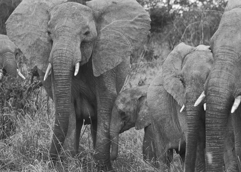 Elephant herd, Kafue National Park