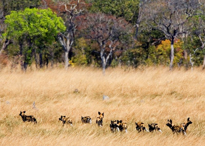 Wild dogs, Kafue National Park