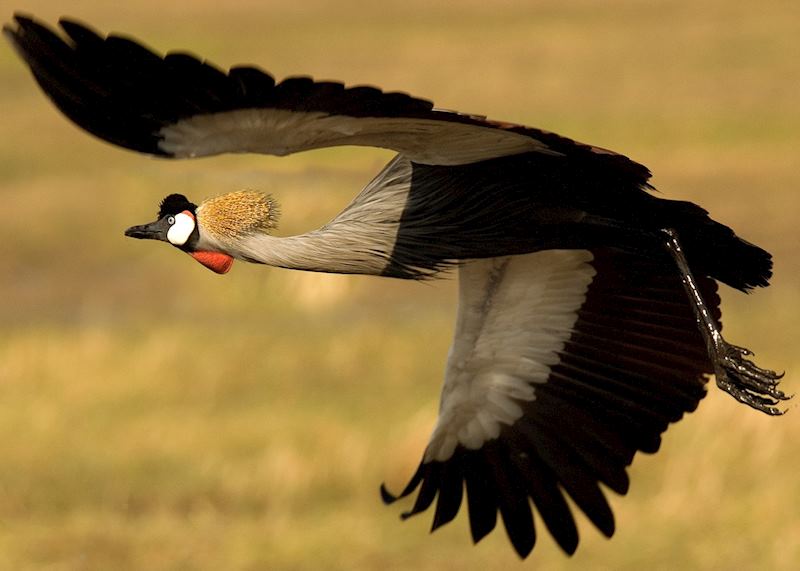 Crowned crane, Kafue National Park