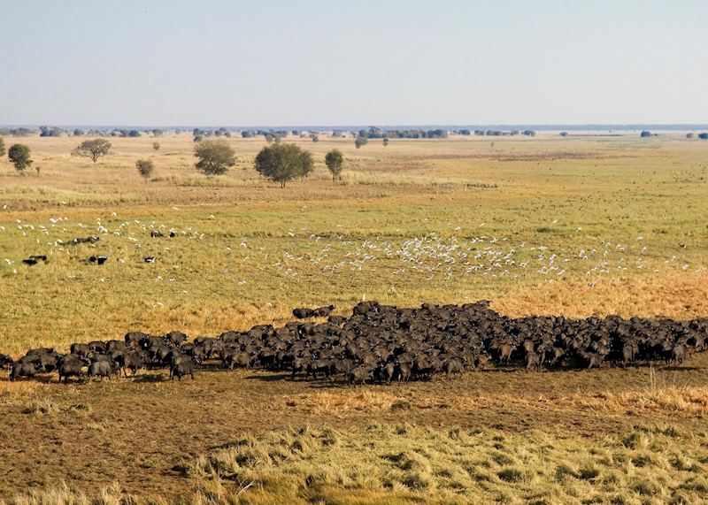 Buffalo herd on the Busanga Plains, Kafue National Park