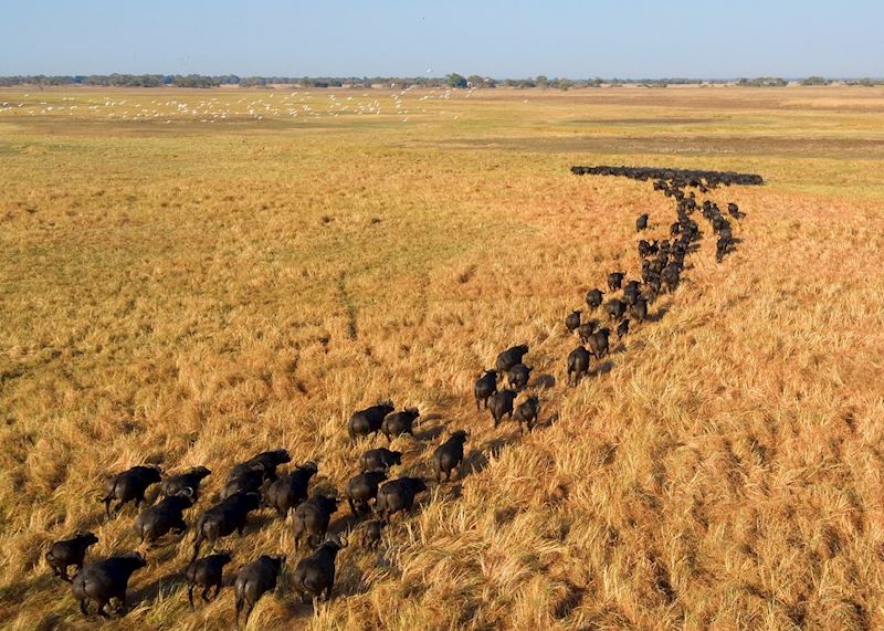 Buffalo on the Busanga Plains, Kafue National Park