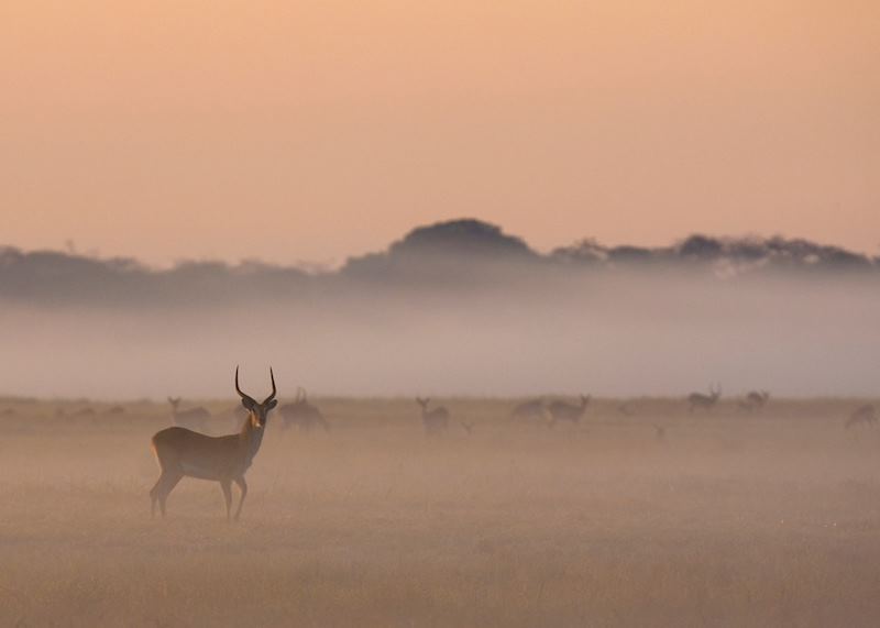 Impala in the mist, Kafue National Park