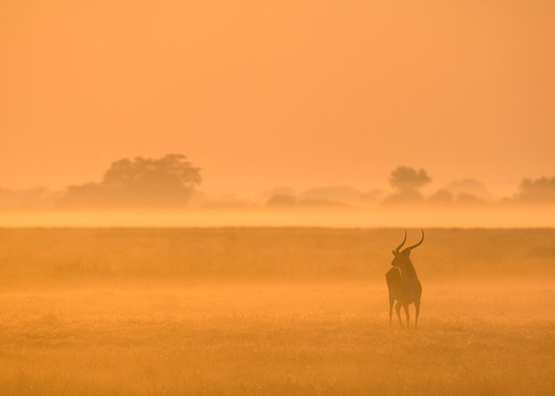 Puku in the mist, Kafue National Park