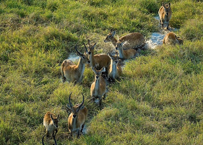 Puku in the Busanga swamps, Kafue National Park