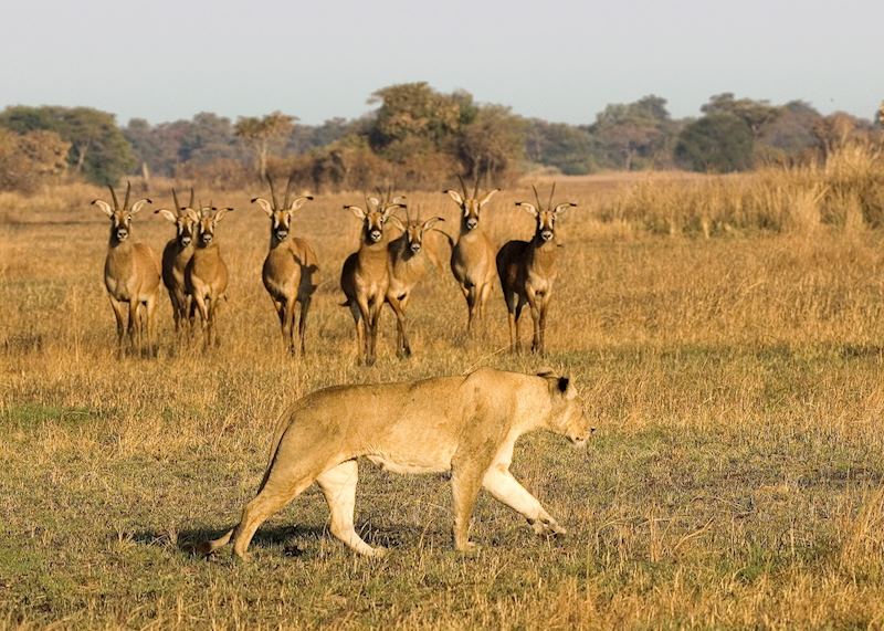 Lioness and roan antelope, Busanga region, Kafue National Park