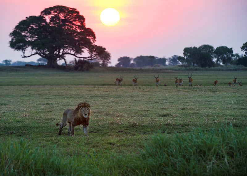 Lion on the Busanga Plains, Kafue National Park
