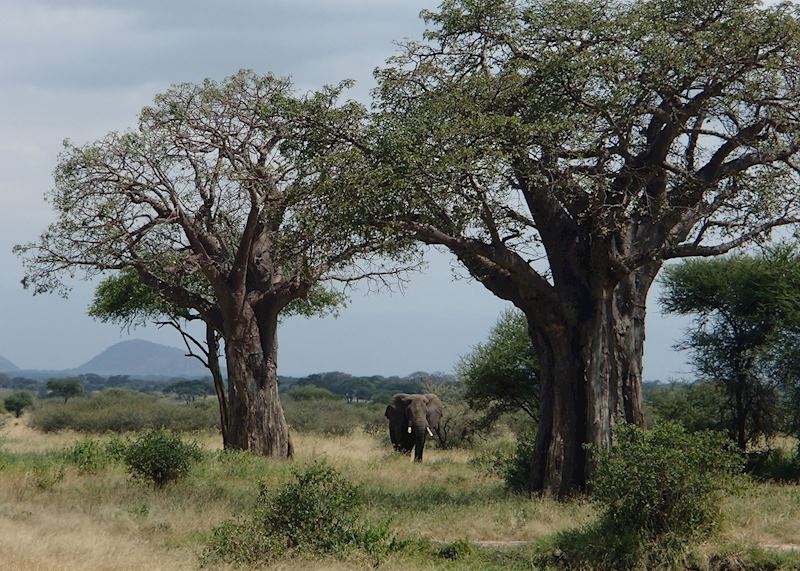 Elephant, Tarangire National Park, Tanzania