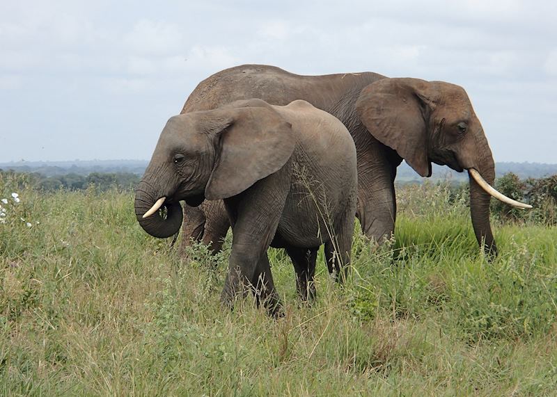 Elephant in Tarangire National Park, Tanzania