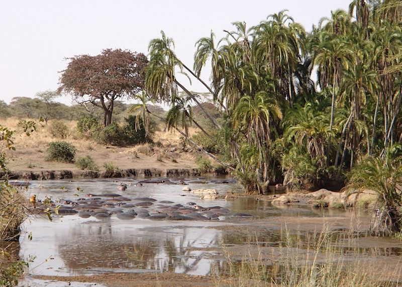 Hippo pool, Serengeti, Tanzania
