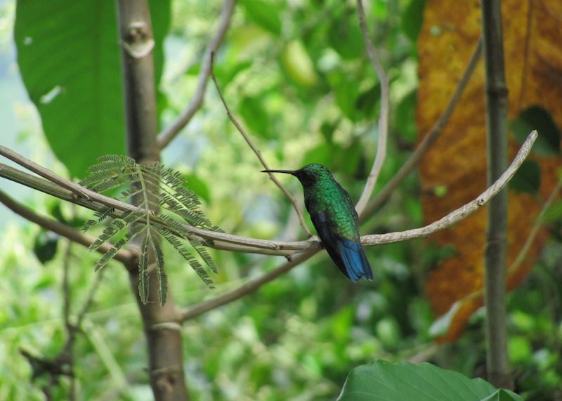 Hummingbird, Minca