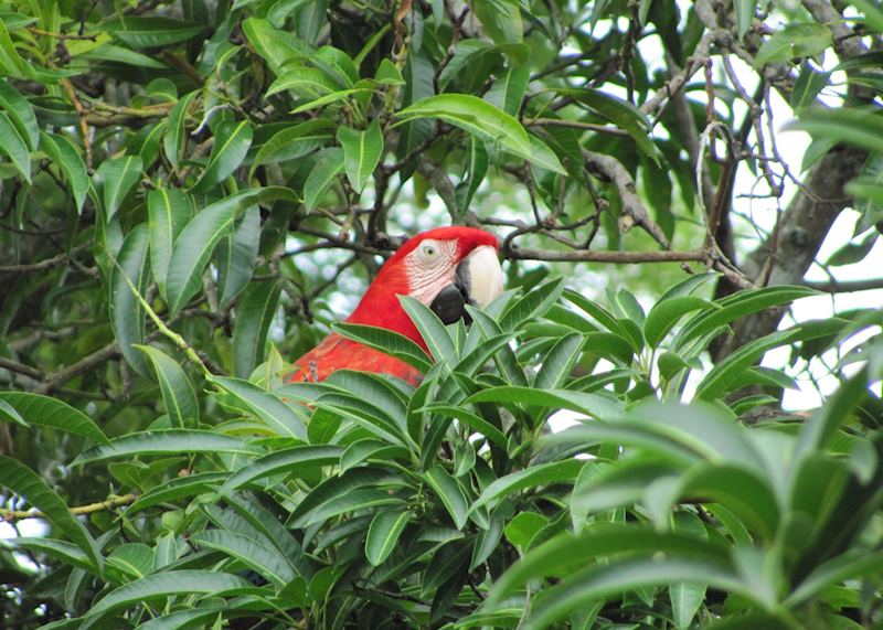 Macaw in Minca