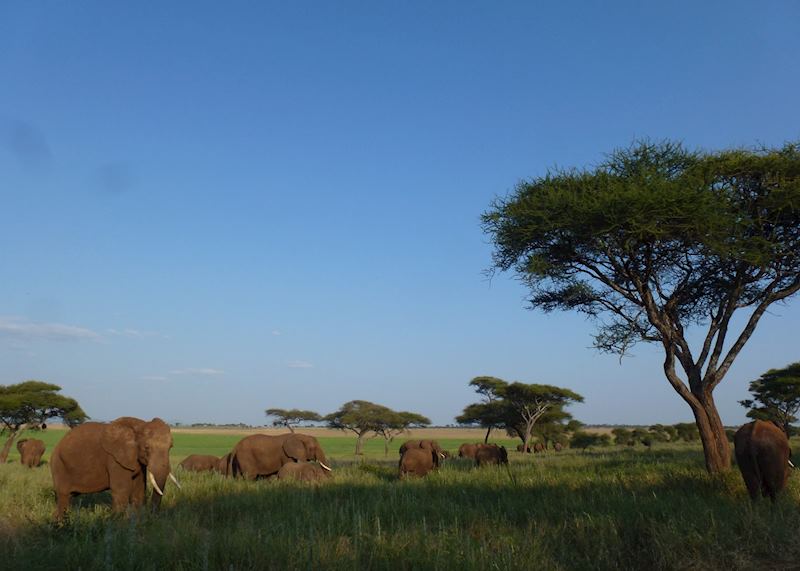 Elephants, Tarangire National Park