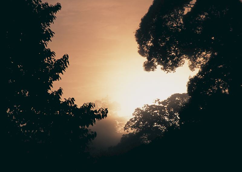 Dawn in the Danum Valley, Malaysian Borneo