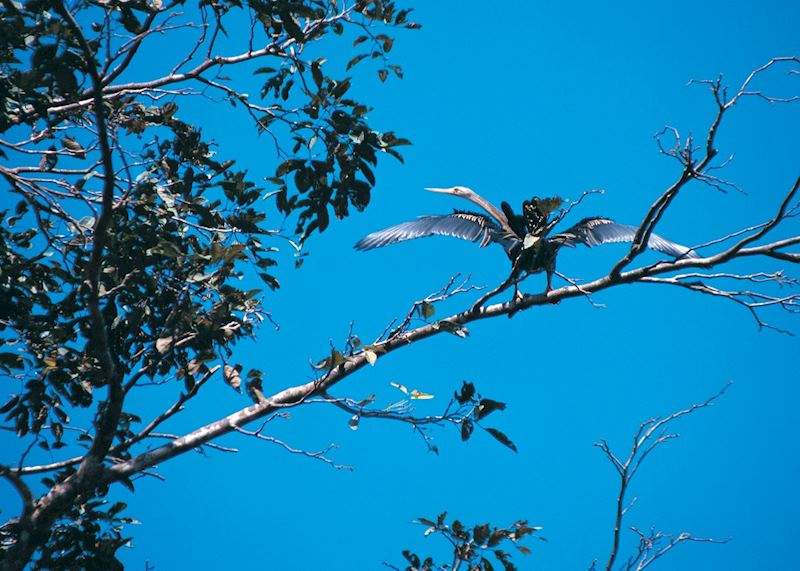 Darter bird, Kinabatangan River, Malaysian Borneo