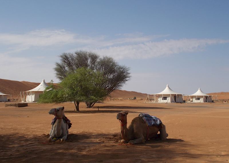 Camels at the Desert Nights Camp, Wahiba Sands