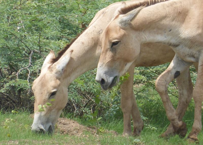 Wild asses, Dasada, Gujarat