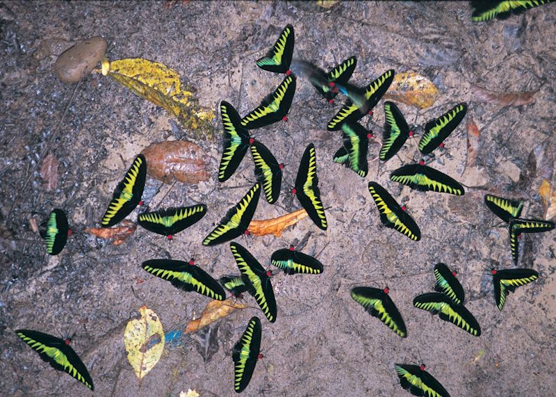 Burkes Wing Butterflies, Mulu National Park, Sarawak