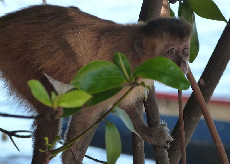 Preguiça River,Barreirinhas