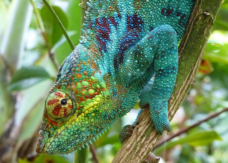 Panther Chameleon, Madagascar