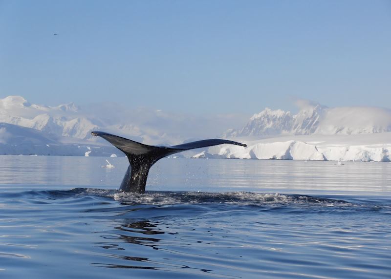 Whale spotting, Antarctica