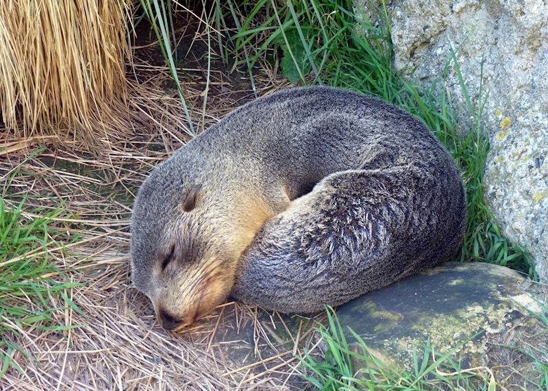 Sleeping seal, Otago Peninsula, Dunedin