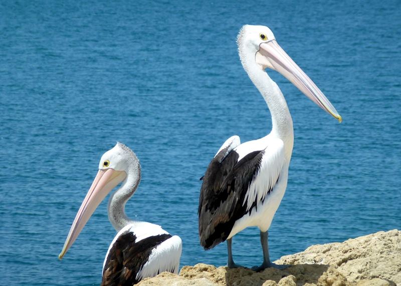 Pelicans, Fremantle, Western Australia