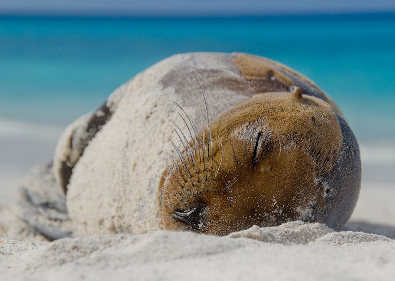 Sleepy sea lion, Galapagos Islands