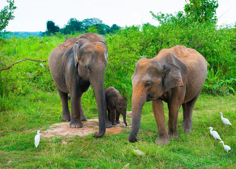 Elephants in Uda Walawe National Park
