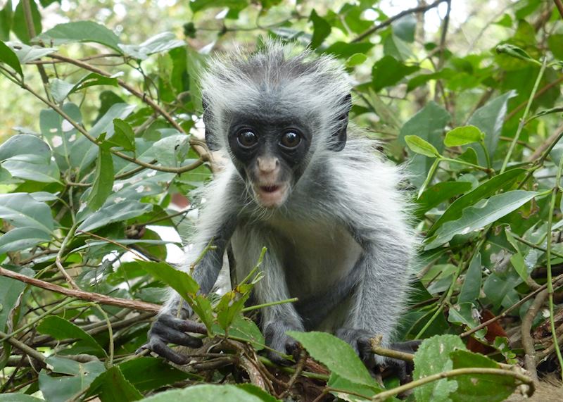 Jozani Forest - ideas for your free time,Zanzibar Island