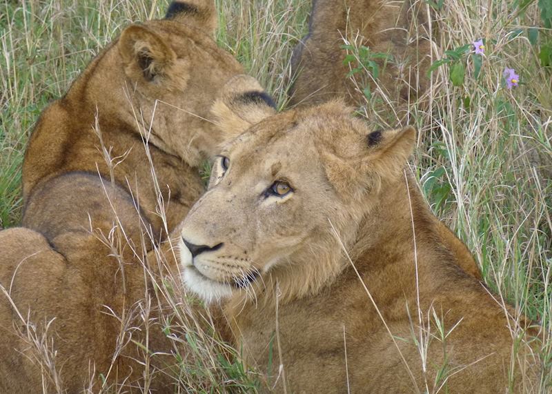 Lions in Queen Elizabeth National Park