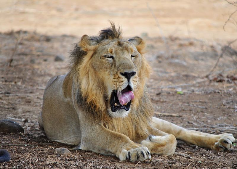 Lion in Gir Forest, Junagadh, Gujarat